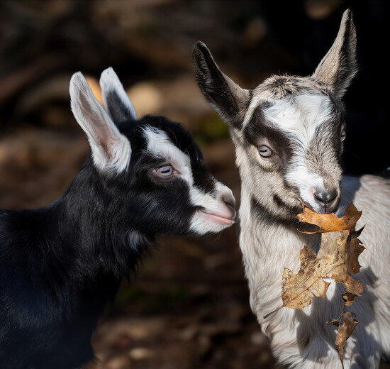 Courtesy Jollity Farm Goat Dairy