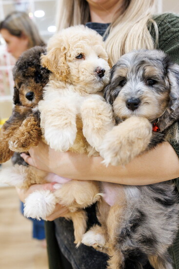 Courtesy Puppy Retreat