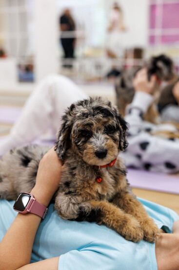 Courtesy Puppy Retreat
