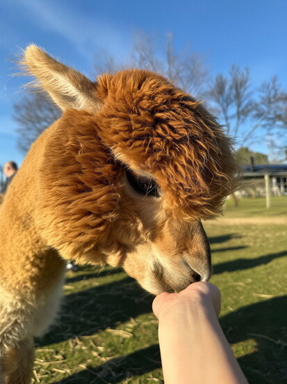 Courtesy Loomis Alpacas