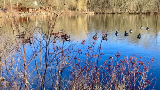 Pond At The Closter Nature Center