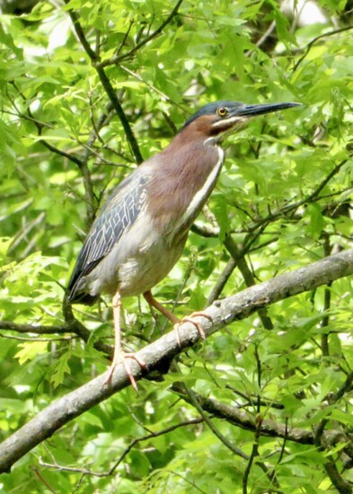 Green Heron Above The Trail