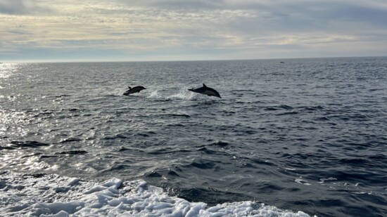 Dolphins during a whale-watching excursion.