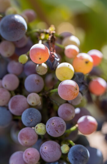 Syrah grapes approaching full, ripe flavor