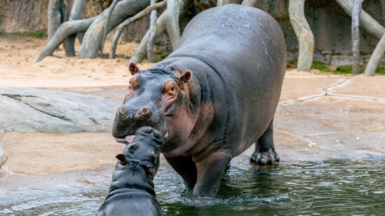 Don't miss seeing multiple members of the Zoo's hippo bloat, including little Kalo, at the Simmons Hippo Outpost.