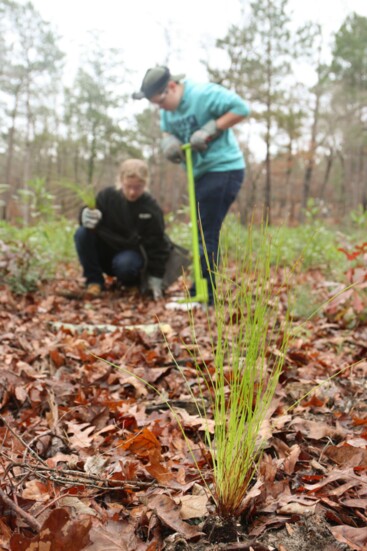 Conservation project and trips, like re-planting trees in Big Thicket Forest, are an ideal way to get involved and make a difference.