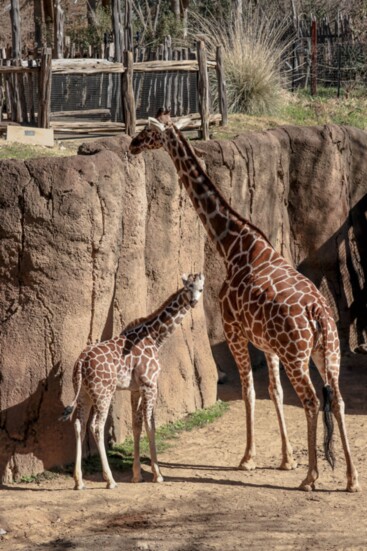 Giraffe calf Nea stays close to mom to learn her way around the habitat.