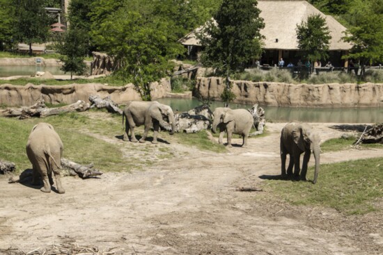 Elephants roam in the expansive Giants of the Savanna habitat. 