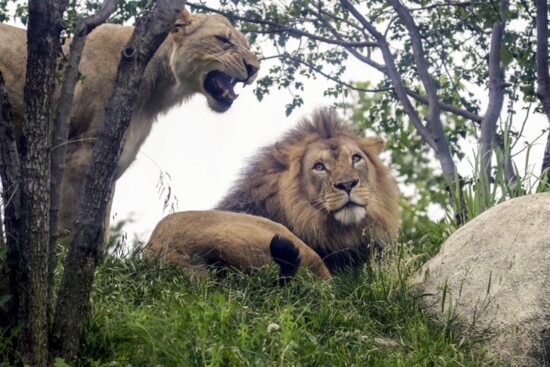 Male lion Kijani and female Behati in their habitat