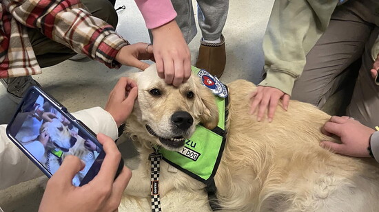 Zuzu, a therapy dog with Divine Canines. Photo courtesy of Divine Canines.