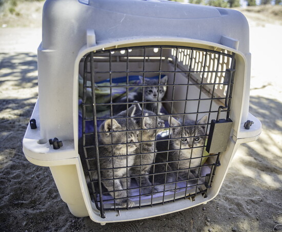 Surrendered kittens at Juniper Ridge. 