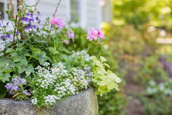Geraniums and cascading annual flowers.