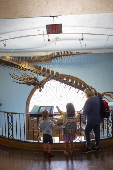 A family checks out The "Bunker" mosasaur at the KU Natural History Museum