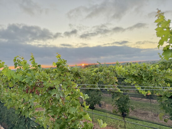 Covington Cellars features elegant Hill Country views