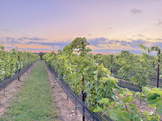 Vineyard at Covington Cellars