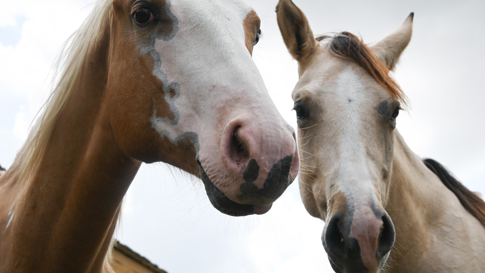 Cowboy Ranch Rescue | Music City City Lifestyle
