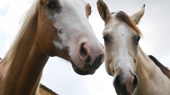 Featured image for Cowboy Ranch Rescue