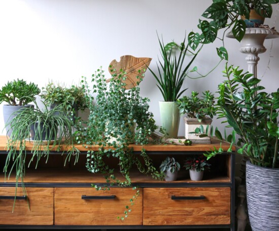 Combine upright and trailing plants on shelves and tables
