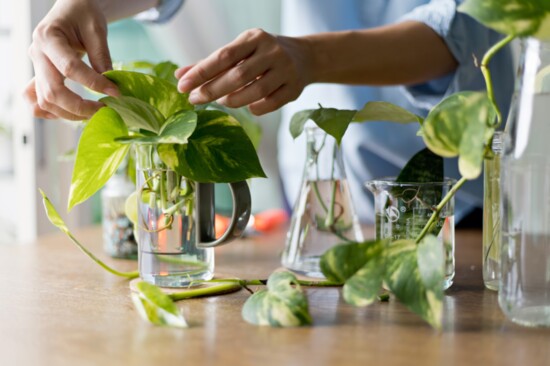 Pothos plants are good starter plant for new plant owners