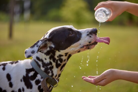 Keeping pets hydrated is a must!