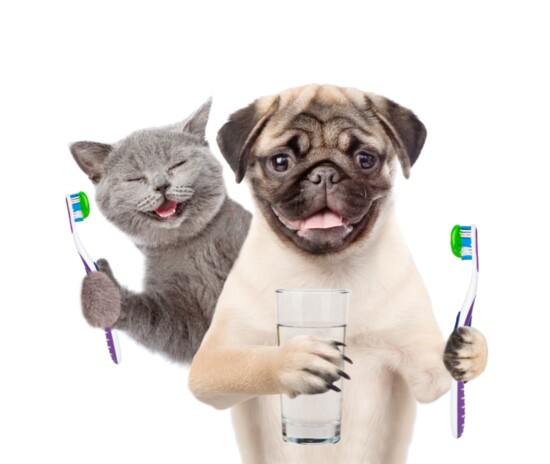 Dental care for pets can help keep them healthier for a longer life