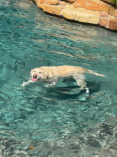 Cooling off while his owners are away.
