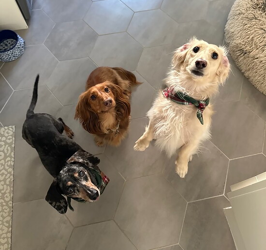 CritterWatch comes to your home and takes care of your little friends.