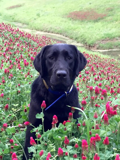 In memory of Armor, Sydney's beloved lab.