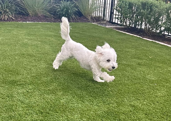 Time to play while the parents are away!