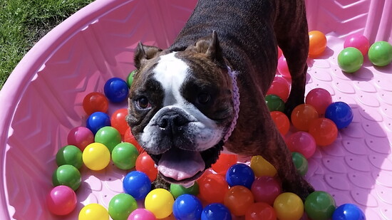 Luxury stays for your furry friends.