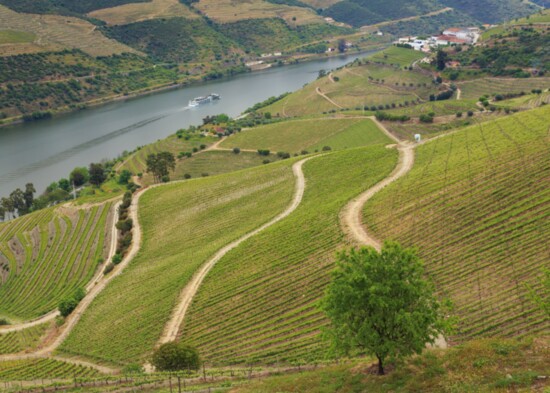 Vineyards along the Douro River. Photo courtesy Viking River Cruises