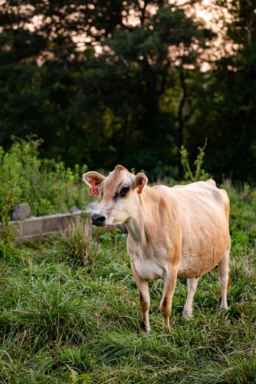 One of the 70 Jersey cow herd on Cruze Farm Dairy.