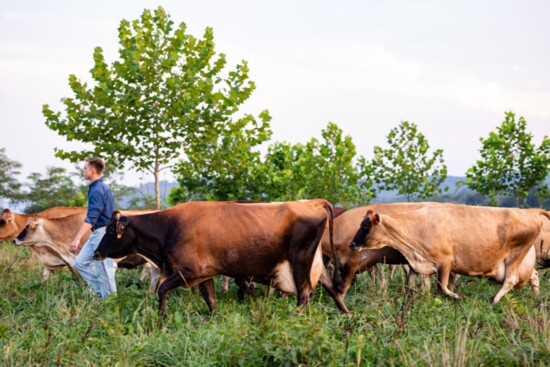 Jacob Vineyard, one of the oldest grandchildren (son of Francis and Justin Vineyard), helps out feeding the cows