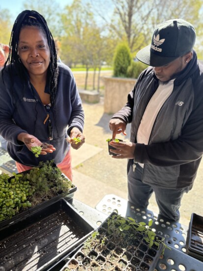 Seedlings being potted. Photo credit: Aleen Carey