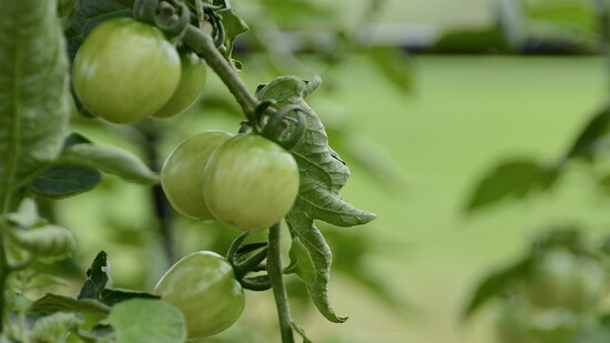 Featured image for Cultivating a Connected Food System