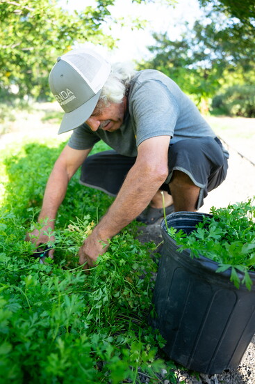 Mustafa Yigit harvesting fresh produce in the garden.