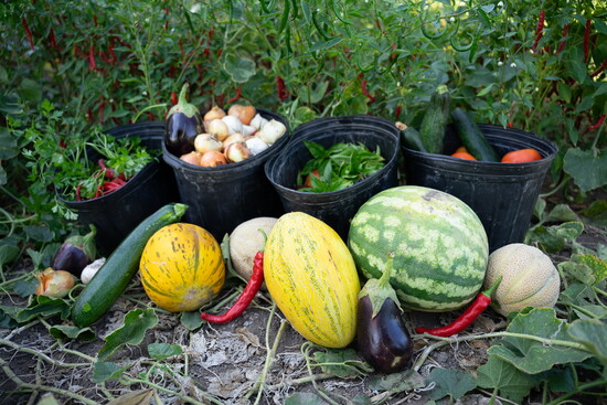 A day’s fresh harvest from the garden.