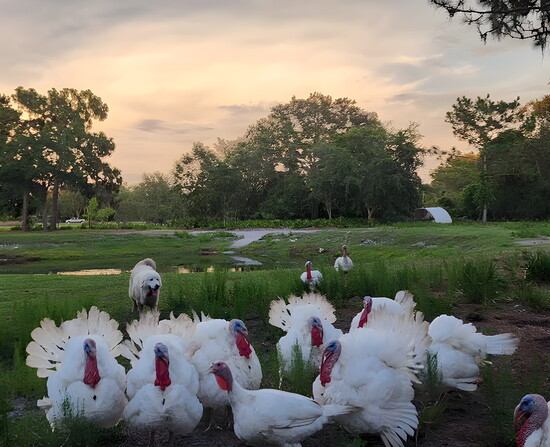 Provided by Four Daughters Farms