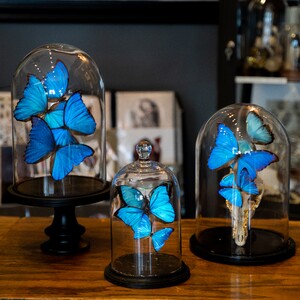 blue%20butterflies%202-300?v=1