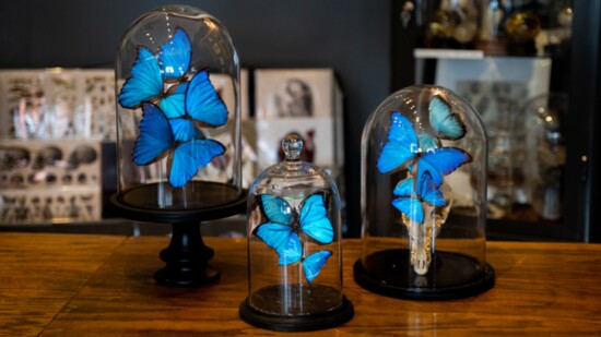 blue%20butterflies%202-550?v=1