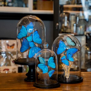 blue%20butterflies-300?v=1