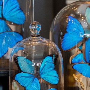 blue%20butterfliesb-300?v=1