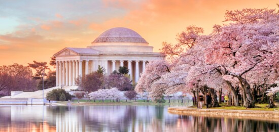 Cherry Blossoms, Monuments & Museums - The Mall, Washington, D.C.