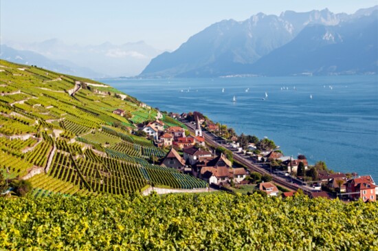 Vineyards, Cully - Switzerland