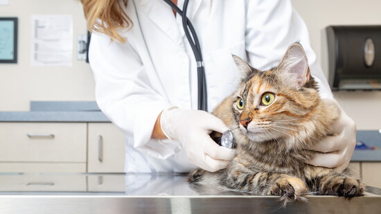 VCA Darien Animal Hospital