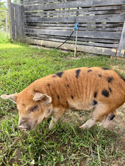 Farm at Alabama Folk School