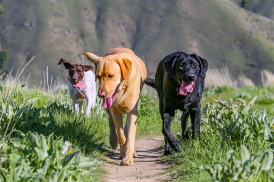 There are dog friendly trails throughout Idaho, and some even allow your dogs to run free off leash