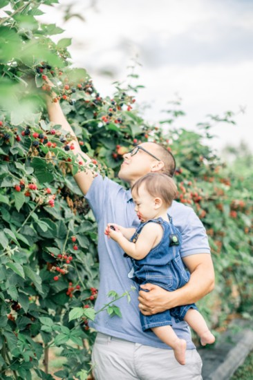 Berry picking with Dad