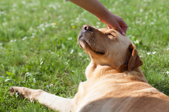 A dog being pet by a person.