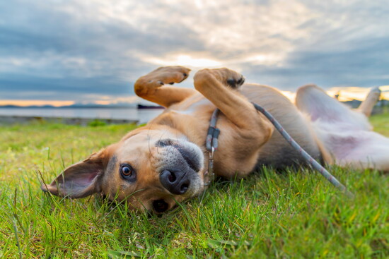 A dog laying in the grass.